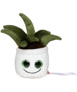 Plišasta lončnica - Aloe Vera